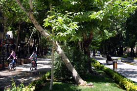 حذف درختان پرخطر در شهر اصفهان
