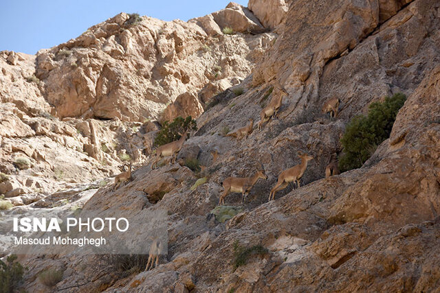 رهاسازی گرگ توسط محیط زیست اردستان صحت ندارد رهاسازی گرگ توسط محیط زیست اردستان صحت ندارد