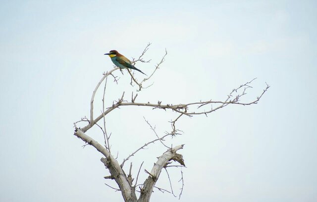 شناسایی ۷ گونه جدید در شاهراه مهاجرت گونههای حیاتوحش