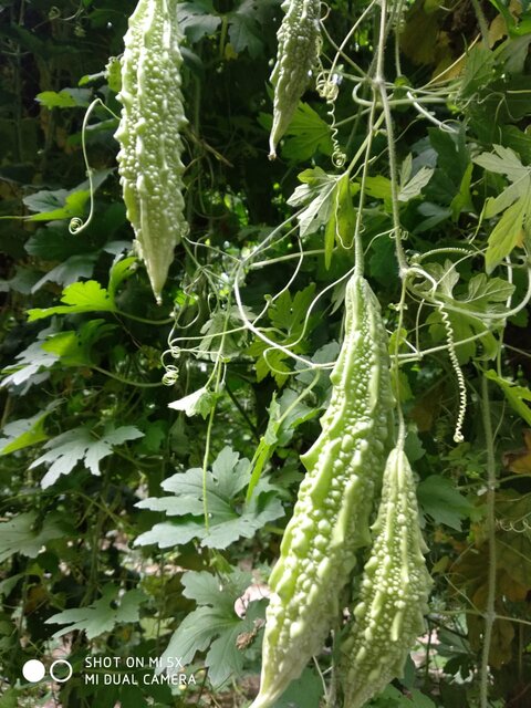 کشت گیاه کارلا و تولید پودر گیاهی برای درمان دیابت در اصفهان