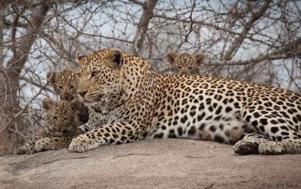 تولد دوباره حیاتوحش در پویاترین زیستگاه پلنگ ایرانی