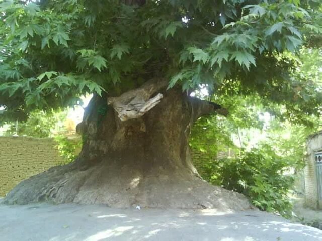 ثبت ملی درخت چنار روستای تاریخی خشوئیه