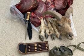 دستگیری شکارچی قوچ وحشی منطقه حفاظت شده کهیاز