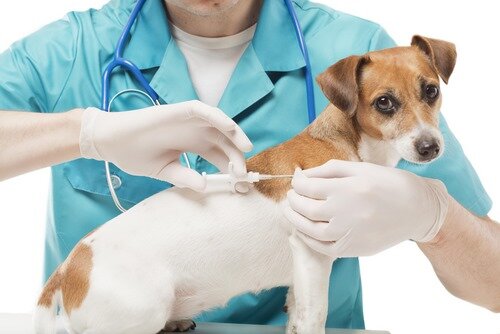 سگ‌های بلاصاحب و گربه‌ها واکسینه می‌شوند