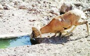 خشکسالی و تخریب زیستگاه‌ها، بلای جان حیات وحش یزد