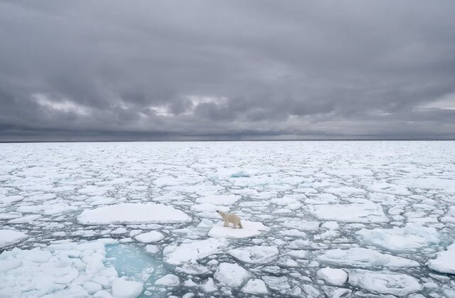 حیات خرسهای قطبی در معرض خطر است!
