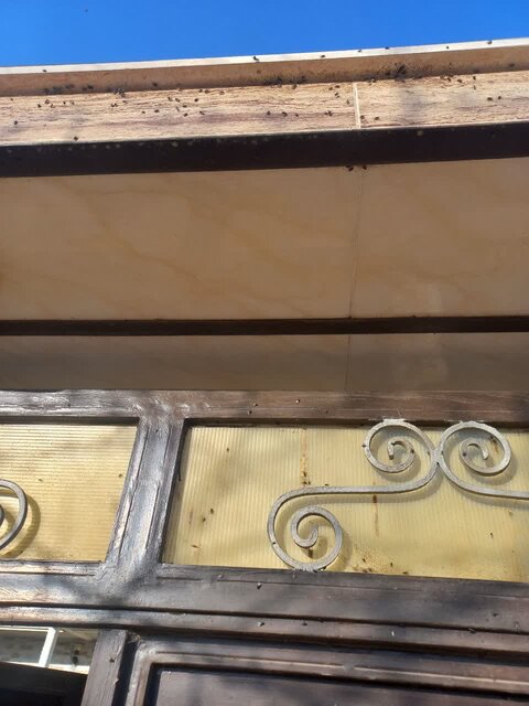 حمله مگسها به روستاهای اردستان