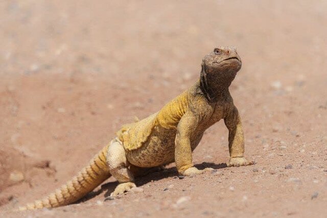 مارمولکها؛ پولکیهای مظلوم گوشتخوار