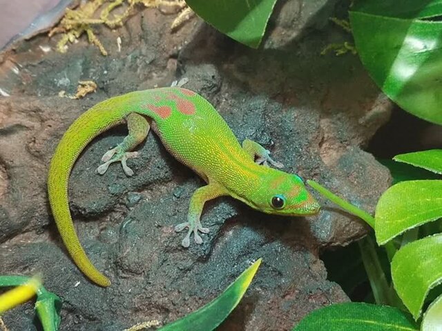 مارمولکها؛ پولکیهای مظلوم گوشتخوار