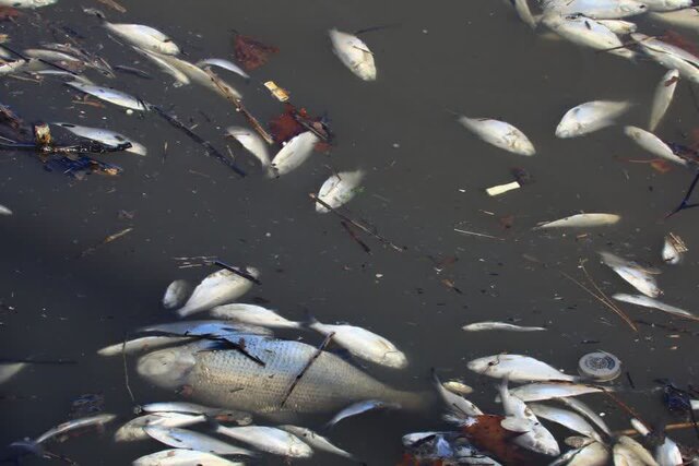 آبزیان فراموششده در دریای هنر