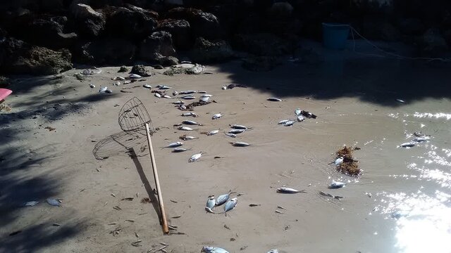 آبزیان فراموششده در دریای هنر