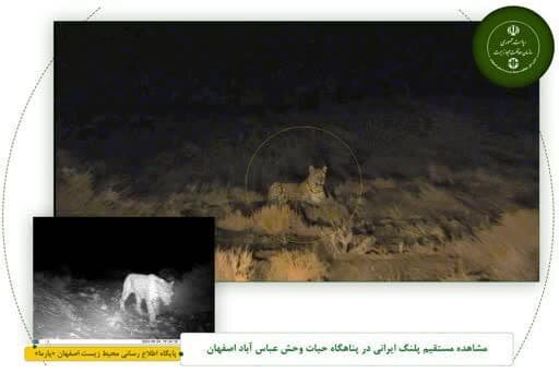 تصاویر از پلنگ ایرانی در عباسآباد با دوربینهای دستی و تلهای ثبت شد تصاویر از پلنگ ایرانی در عباسآباد با دوربینهای دستی و تلهای ثبت شد