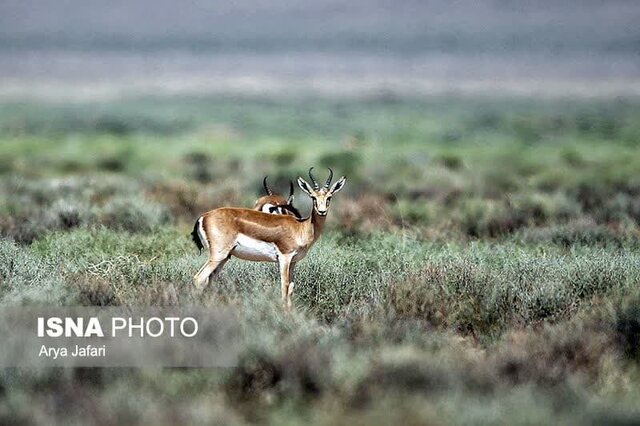 گردشگری حیات وحش، ظرفیتی از یاد رفته در ایران