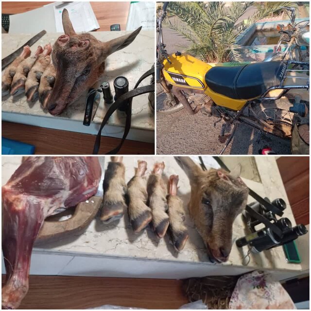 دستگیری شکارچی متخلف در منطقه حفاظت شده قمصر و برزک دستگیری شکارچی متخلف در منطقه حفاظت شده قمصر و برزک