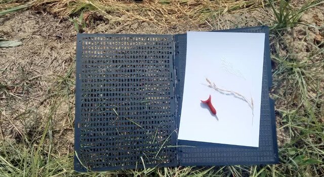 نقاشی امید حتی در روزهای سخت