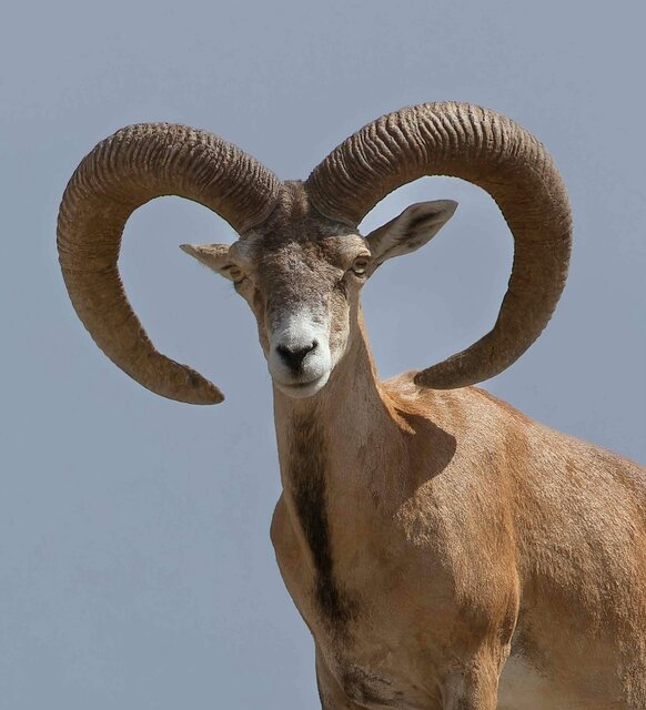 قوچ اصفهان؛ نمادی آسیبپذیر در دشت غفلت