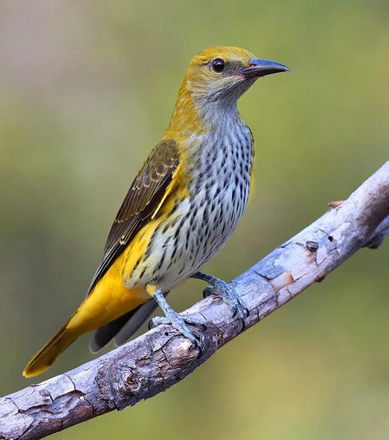 پری شاهرخ؛ مهمان تابستانی و گنجینه زیستی اصفهان