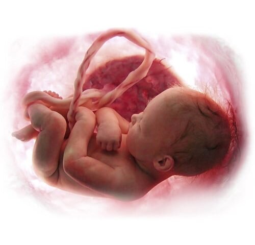 نجات زندگی با ذخایر ژنتیکی و سلولهای بنیادی