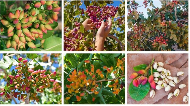 راز باروری باغهای هوشمند