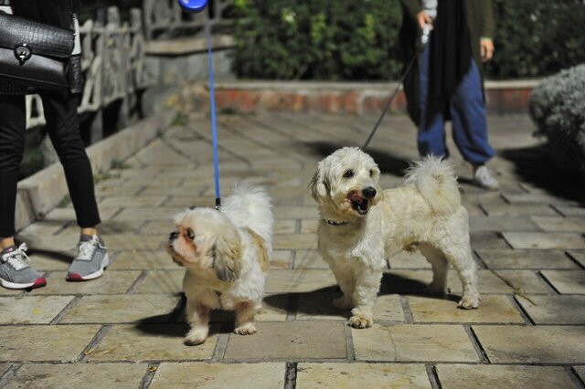 پدیده سگگردانان در تهران؛ از سگهای سرابی تا خیابانهای نیاوران پدیده سگگردانان در تهران؛ از سگهای سرابی تا خیابانهای نیاوران