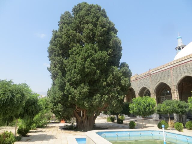 شهرستان نطنز خاستگاه درختان کهنسال