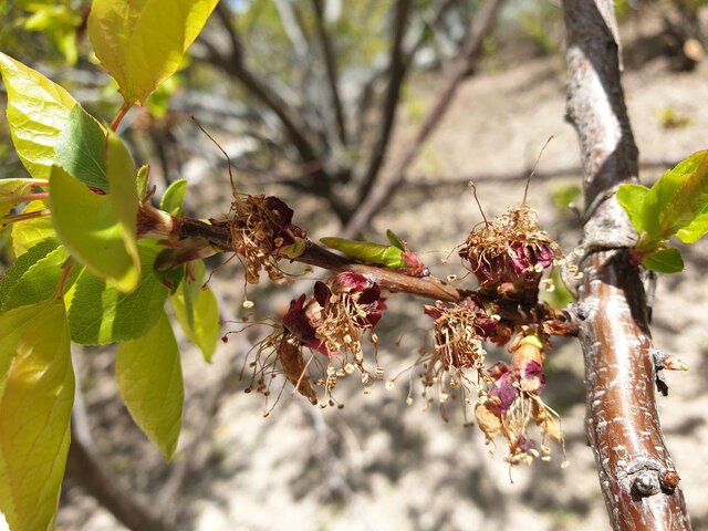 کاهش سرمای زمستانی، زنگ خطری جدید برای باغ‌ها