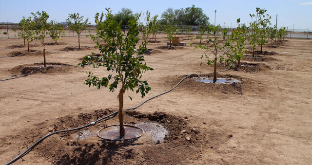 کاهش سرمای زمستانی، زنگ خطری جدید برای باغ‌ها