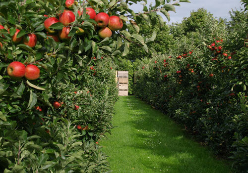 کاهش سرمای زمستانی، زنگ خطری جدید برای باغ‌ها
