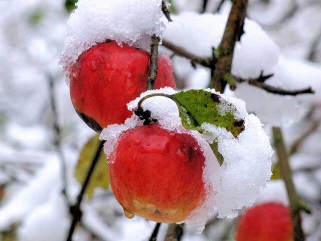کاهش سرمای زمستانی، زنگ خطری جدید برای باغ‌ها