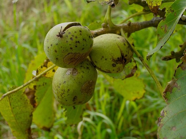 تغییر اقلیم، باغداری ایران را به چالش کشیده است