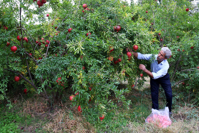 تغییر اقلیم، باغداری ایران را به چالش کشیده است