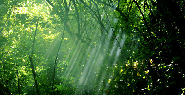 اکوتراپی؛ درمانی سبز برای آرامش روان و بدن