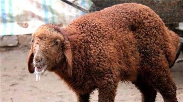 مدیرکل دامپزشکی اصفهان: قدرت سرایت تب برفکی ۵ برابر کرونا است/ کنترل بیماری نیازمند رعایت دقیق اصول بهداشتی و واکسیناسیون