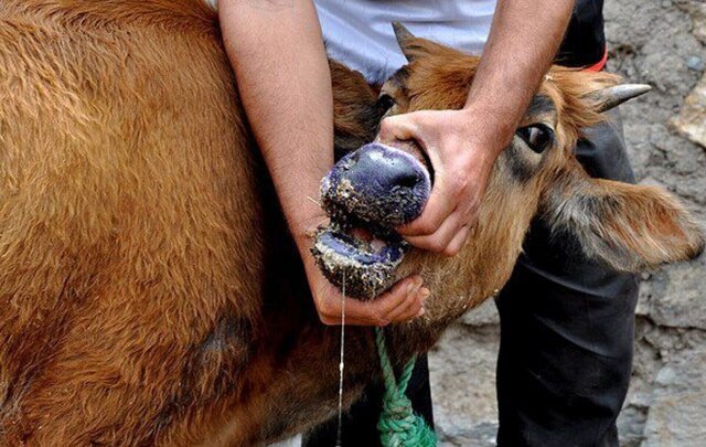 مدیرکل دامپزشکی اصفهان: قدرت سرایت تب برفکی ۵ برابر کرونا است/ کنترل بیماری نیازمند رعایت دقیق اصول بهداشتی و واکسیناسیون