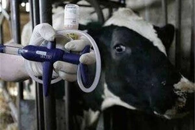 مدیرکل دامپزشکی اصفهان: قدرت سرایت تب برفکی ۵ برابر کرونا است/ کنترل بیماری نیازمند رعایت دقیق اصول بهداشتی و واکسیناسیون