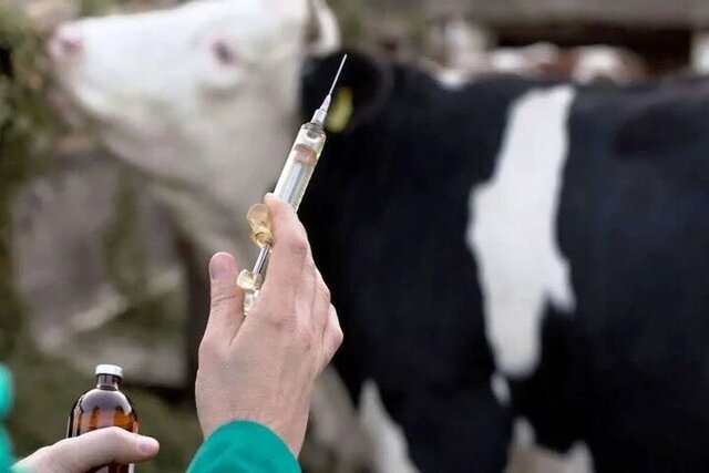 مدیرکل دامپزشکی اصفهان: قدرت سرایت تب برفکی ۵ برابر کرونا است/ کنترل بیماری نیازمند رعایت دقیق اصول بهداشتی و واکسیناسیون