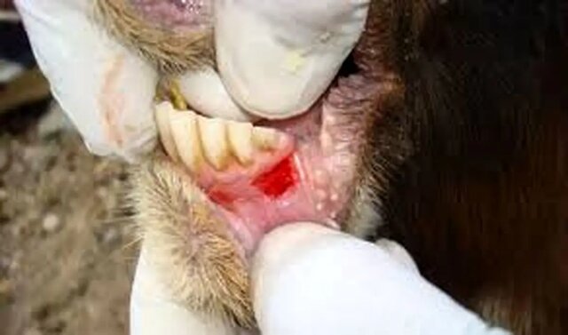 مدیرکل دامپزشکی اصفهان: قدرت سرایت تب برفکی ۵ برابر کرونا است/ کنترل بیماری نیازمند رعایت دقیق اصول بهداشتی و واکسیناسیون