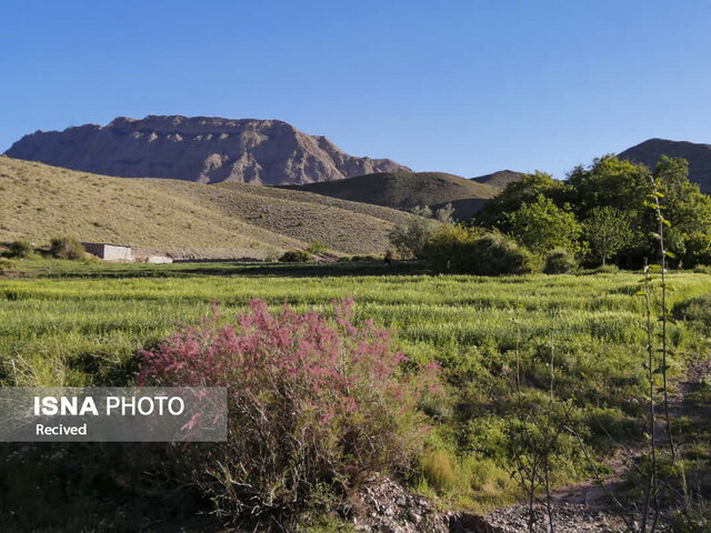  طبیعت بهاری روستای قنات صالح راور کرمان 