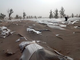 دسترنج کشاورزان "جازموریان" در طوفان شن دفن شد