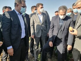وزیر جهاد کشاورزی از مزارع سرمازده جیرفت بازدید کرد