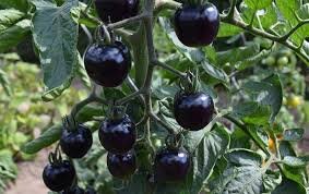 گلخانه تولید گوجه فرنگی سیاه در رفسنجان به بهره برداری رسید