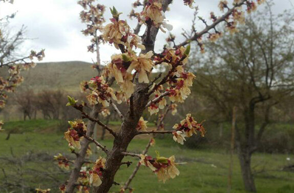 سرمای بهاره به  ۱۳۰۰۰ هکتار مزارع و باغات بردسیر خسارت زد