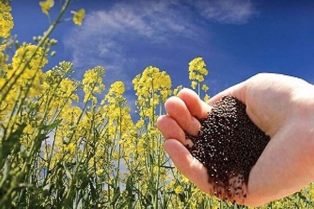 كلزا،برداشت،كاهش،كشاورزان،هكتار،استان،دانه،محصول،توليد،بذر،ك ...