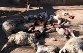 در پی حمله گرگ، بیش از 40 راس دام در ارجمندیه زرند تلف شد