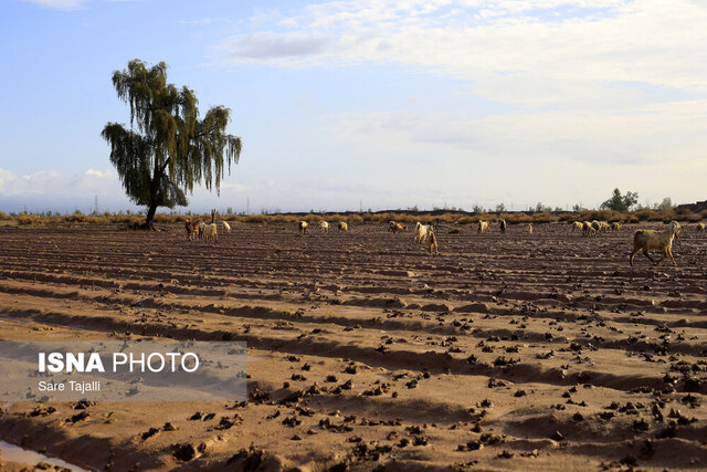 سیل در جنوب استان کرمان