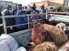 ۲۰۰ رأس دام بین خسارت‌دیدگان سیل منوجان توزیع شد