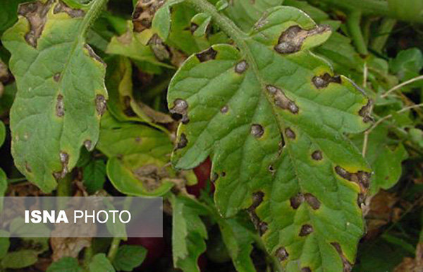 پیش‌بینی ظهور بیماری لکه‌ برگی در مزارع گندم جنوب کرمان