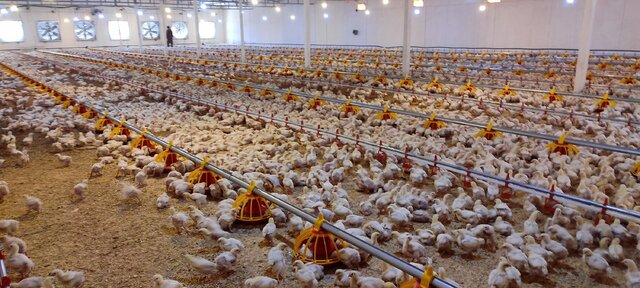 افتتاح 12 پروژه در کشکوئیه رفسنجان به مناسبت دهه فجر