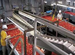 آغاز به کار واحدهای تولید رب گوجه‌فرنگی جنوب کرمان در سال جاری