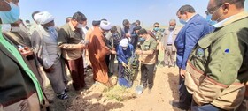  آئین گرامیداشت روز درختکاری در شهرستان کهنوج برگزار شد